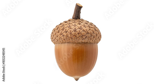 acorn