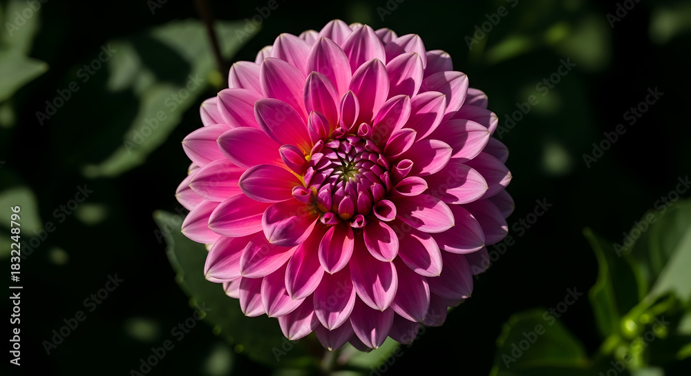 Fototapeta premium Radiant Pink Gerbera