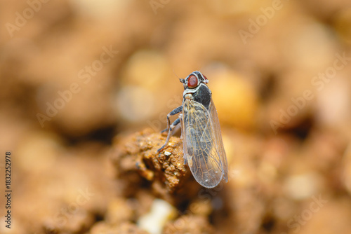 Fotografía Selective focus on a Cixiid planthopper, Hyalesthes Obsoletus
