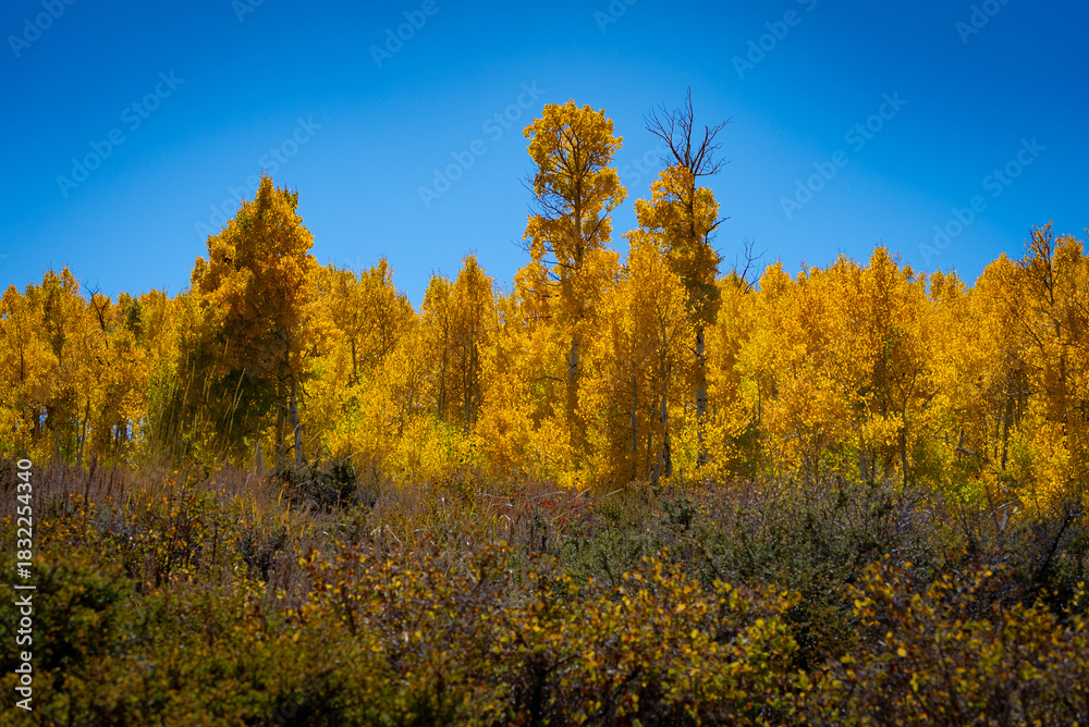 Fototapeta premium Autumn in the Eastern Sierra
