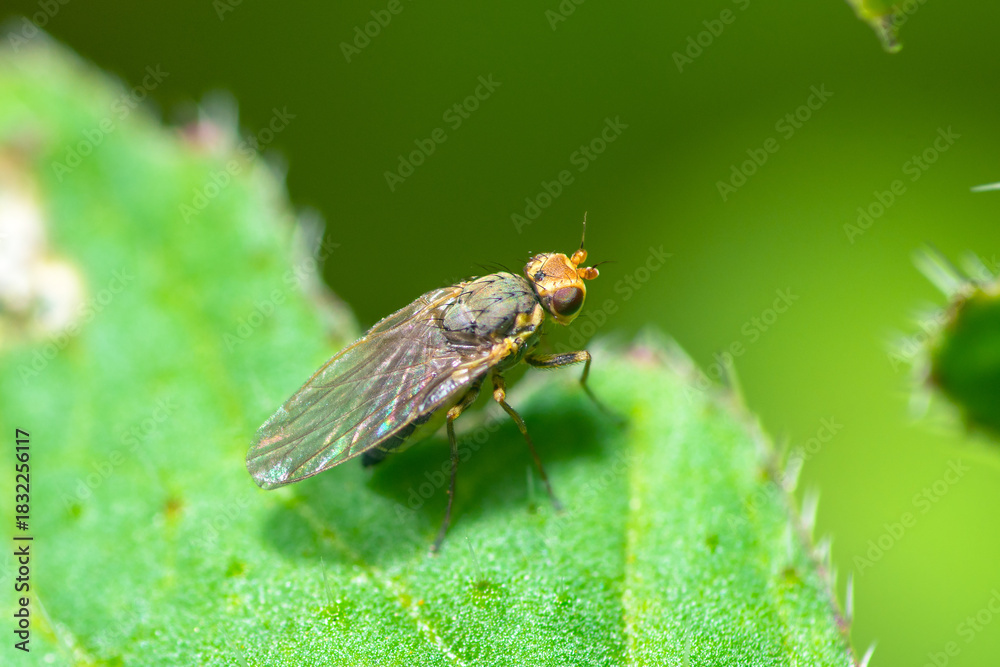 Fototapeta premium Leaf-miner fly on a leaf, Phytomyza Rufipes