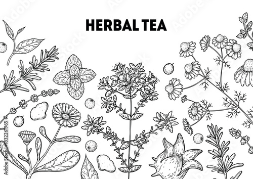 Herbal Tea drawing illustration. Herbal tea ingredients. Healthy food and drink . drawing sketch collection. Engraved style.