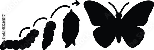 Black silhouette of butterfly life cycle stages caterpillar pupa chrysalis transformation vector