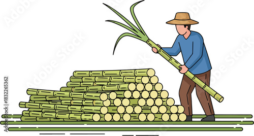 Farmer stacking harvested sugarcane stalks next to a large pile