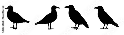 Silhouette of four birds standing together vector illustration bird watching wildlife art design