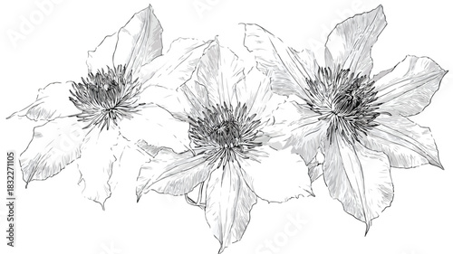 Detailed Clematis Flowers Vector Outline on White Background