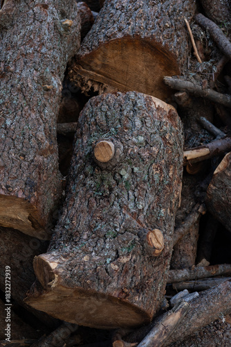 A richly textured, close-up photograph of cut logs stacked in a natural environment.