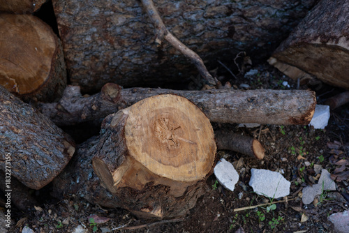 Natural Wood Grain: Log Cross-Section with Annual Rings on Forest Floor.
