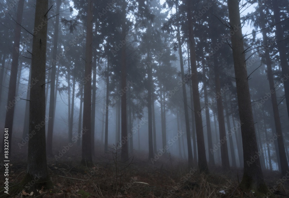 Fototapeta premium Misty forest