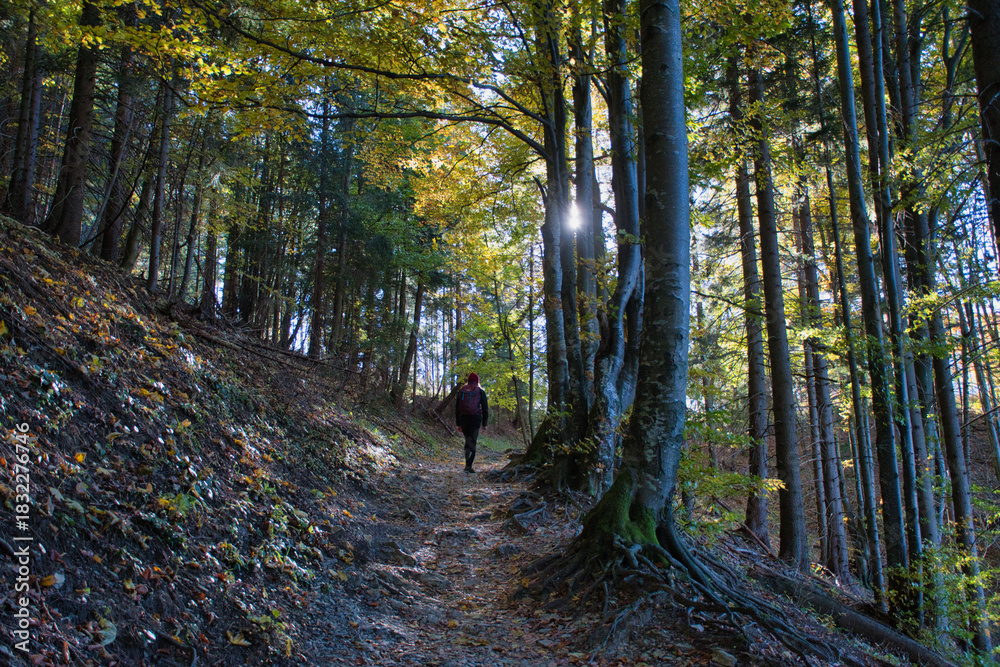 Fototapeta premium path in the forest