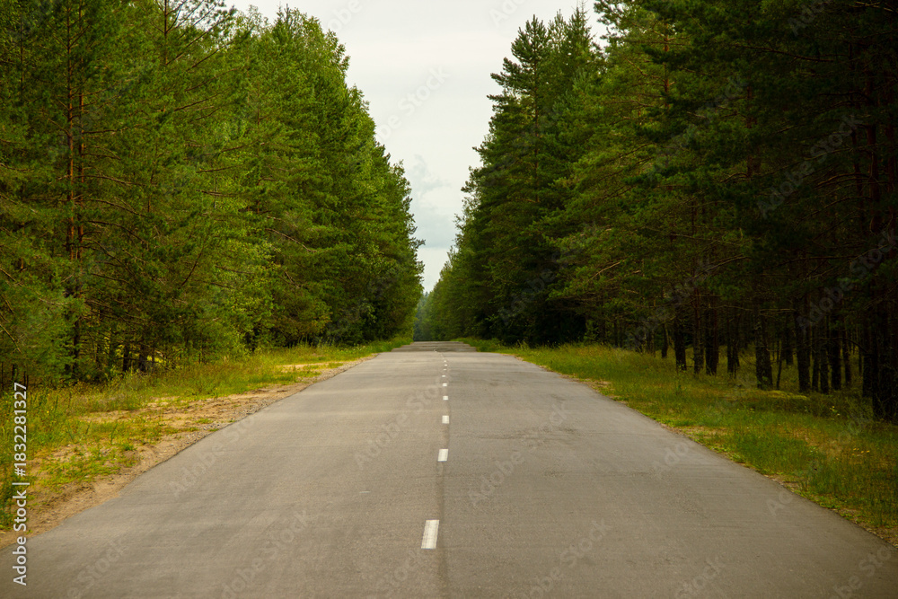 Fototapeta premium Straight Country Road Through Dense Pine Forest Scenic Asphalt Lane