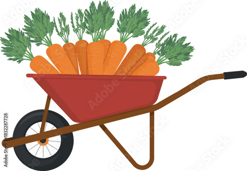 A wheelbarrow is filled with fresh carrots and green tops on a white background.