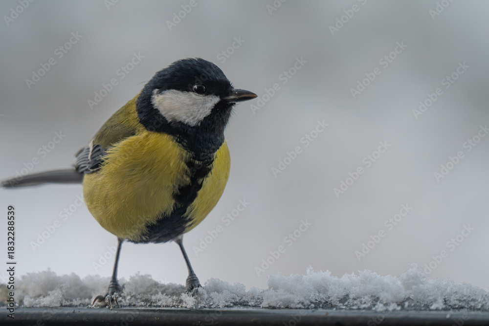 Naklejka premium Winter Portrait of a Great Tit (Parus major) Perched on a Snowy Ledge