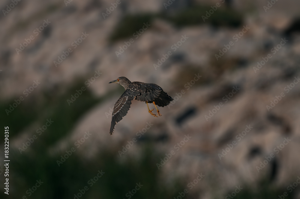 Fototapeta premium bird of prey