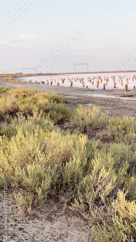 Landscape with salt pillars of Lake Baskunchak. Salt on the ground and camel thorns. Astrakhan region, Russia.