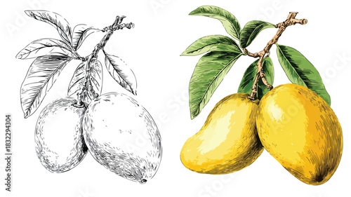 Vibrant Fruit and Man Drawing with Green Leaves for Artistic Projects