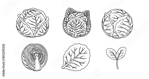 Cabbage icon 6 pec set black line art
