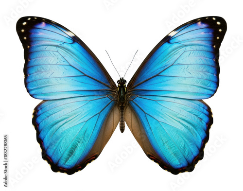 Captivating blue butterfly display nature outdoors isolated on transparent background