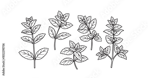 Mint icon 6 pec set black line art