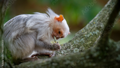 Silvery Marmoset Feeding on an Insect