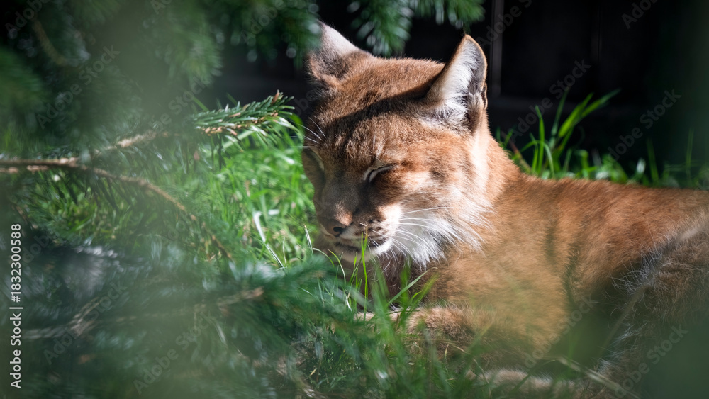Fototapeta premium Siberian Lynx Resting in Grass
