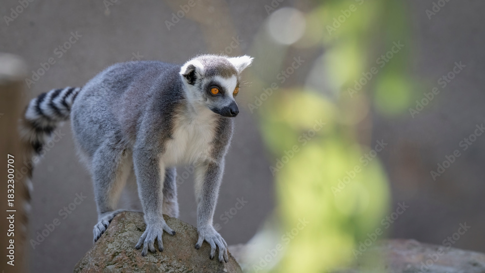 Naklejka premium Ring-tailed Lemur Standing on a Rock