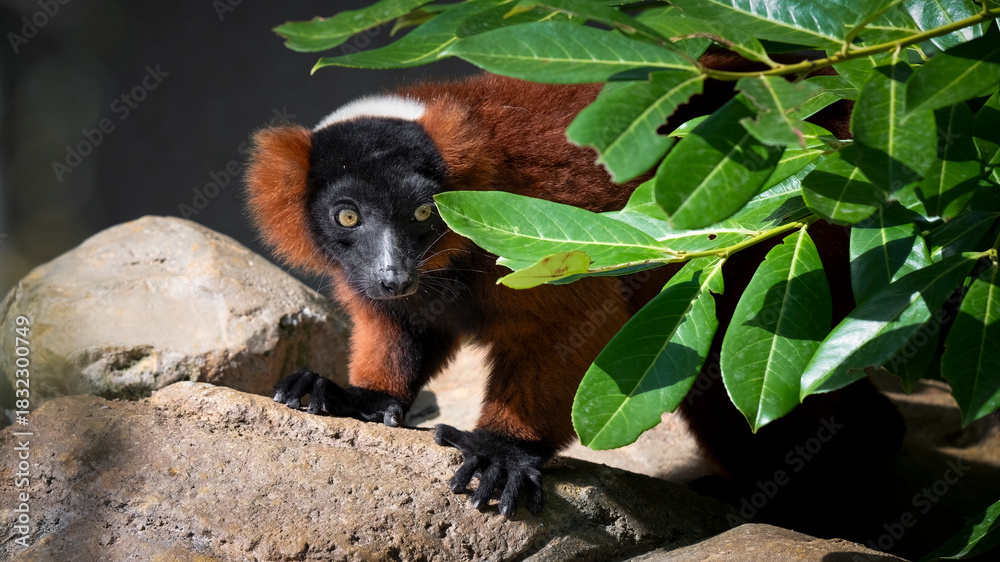 Obraz premium Red Ruffed Lemur Hiding Behind Leaves