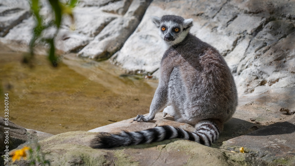 Obraz premium Ring-tailed Lemur Sitting on a Rock