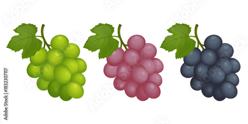 Green, red, and blue grapes. Vector illustration of berries.