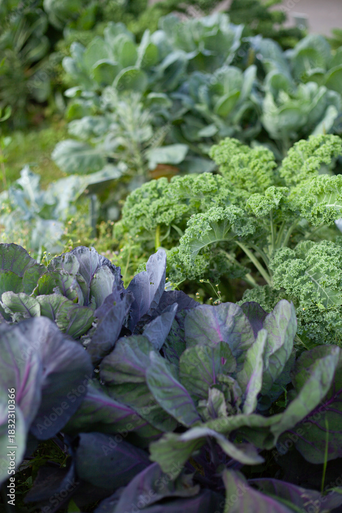 Naklejka premium Cabbage - Brassica oleracea - leafy green vegetable, several colourful cultivars in the kitchen vegetable garden.