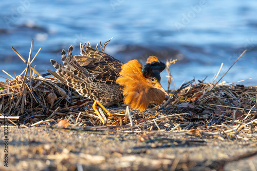 Male Ruff (bird) in breeding plumage stands on the shore of the lake