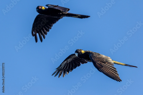 Australian Yellow-tailed Black Cockatoo's in flight