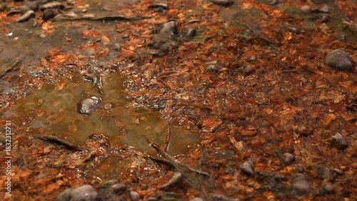 Autumn Fallen Leaves Background Screensaver