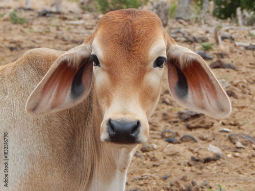 RIQUESAS NATURALES DE LA GUAJIRA COLOMBIA CULTURA WAYU