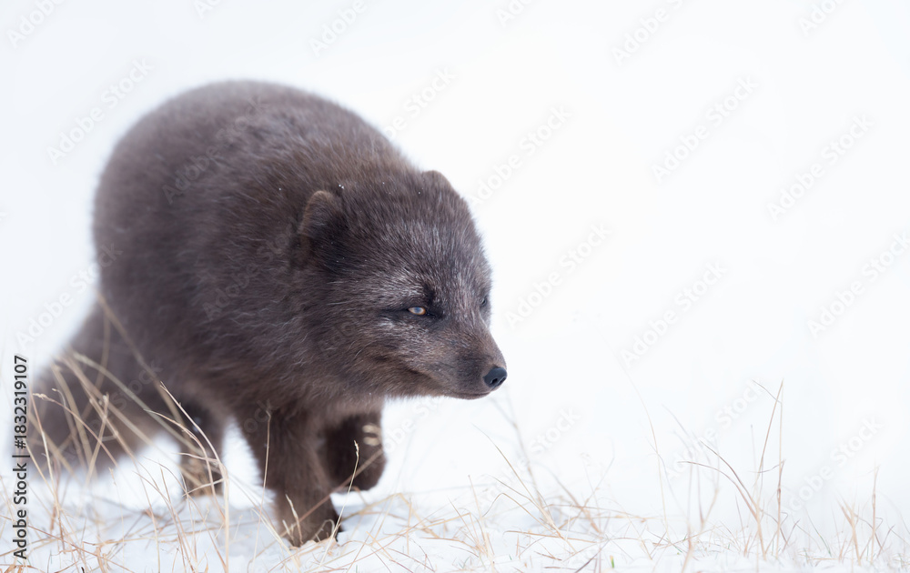 Naklejka premium Blue morph Arctic fox walking in snow in Hornstrandir Nature Reserve
