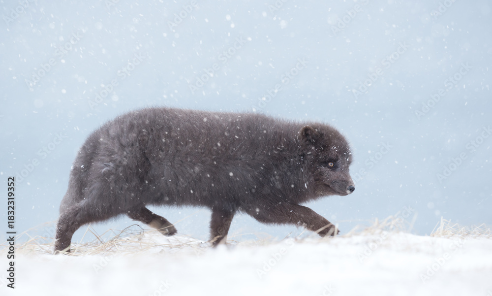 Obraz premium Blue morph Arctic fox walking in a snowy winter landscape