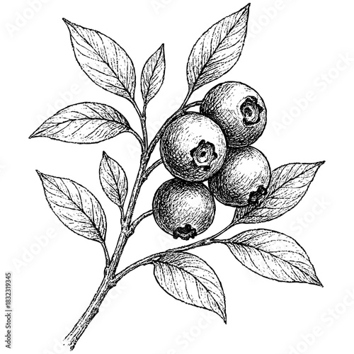 Blueberry Branch Sketch art line illustration isolated on transparent background