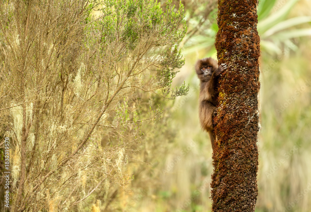 Obraz premium Curious juvenile Gelada monkey perched on tree in Simien Mountains National Park, Ethiopia
