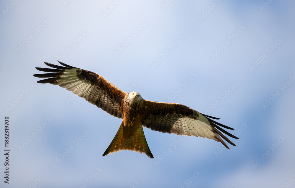 Fototapeta premium Red kite soaring in flight against blue sky