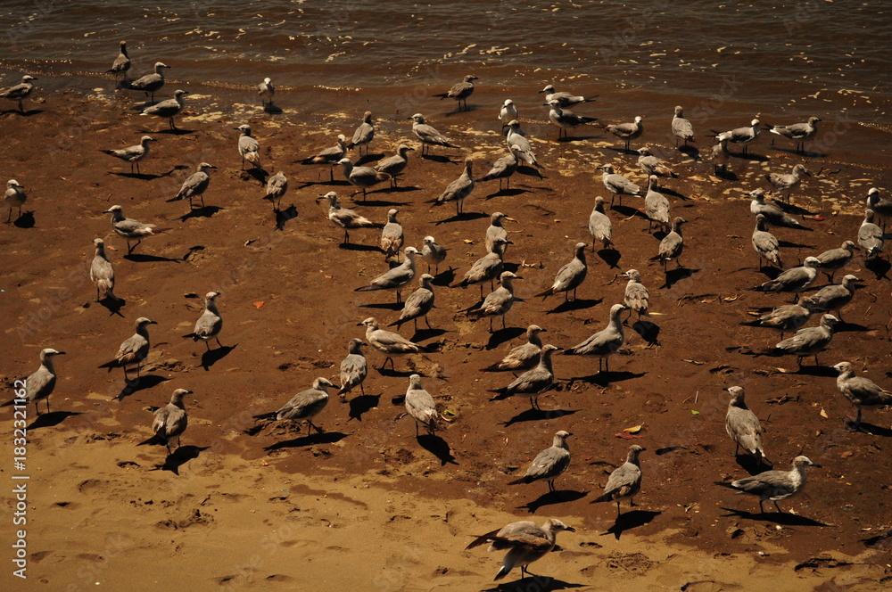 Fototapeta premium A flock of seagulls gathered on a sandy beach, captured in soft natural light. Coastal wildlife scene ideal for themes of nature, shoreline, marine birds, and beach environments.