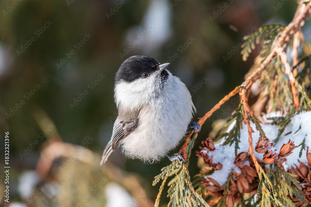 Naklejka premium Cute bird the willow tit, song bird sitting on the fir branch with snow in winter