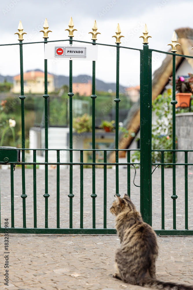 Obraz premium Cat sitting in front of a closed green gate with decorative elements and a sign