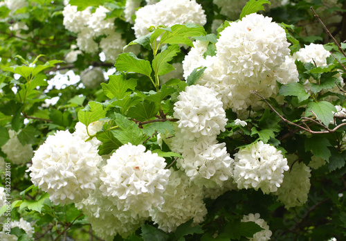 Quadro em tela The flowers of the ornamental bush viburnum opulus var