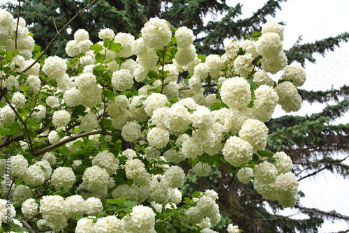 The flowers of the ornamental bush viburnum opulus var. Sterile bloom in nature