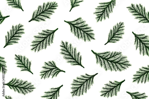 Green leaves create a natural pattern on a white background for decoration and design projects