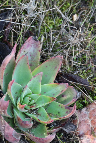 Lanceleaf Liveforever Hybrid, Dudleya X Lanceolata, a graceful native synoecious perennial herb displaying rosetted deltoid drying succulent leaves during late Winter in Coastal Los Angeles County.
