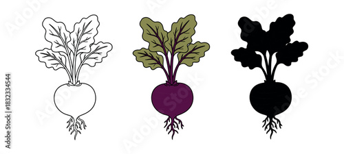 Beetroot vegetable drawing illustration in outline, color and solid black versions on a white background