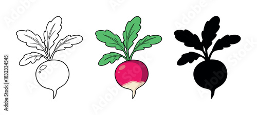Radish Vegetable Set: Colored, Outline, and Silhouette Views Isolated on White