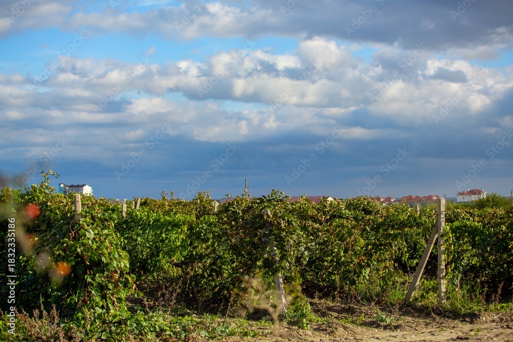 Naklejka premium Vineyard agricultural fields aerial landscape during sunrise.