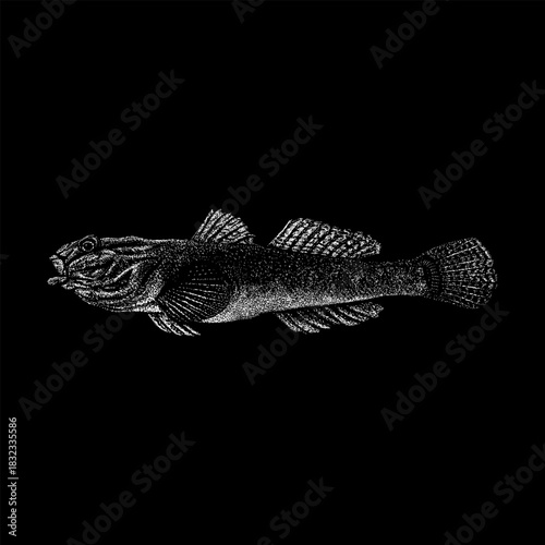 Goby fish, showcasing its elongated body, expressive eyes, and distinct fin patterns. This artwork captures the natural charm and delicate textures of the Goby.